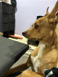 Lost Male Dog last seen Antioch flea market, Antioch, CA 94509