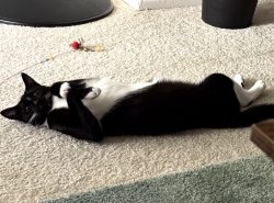 Reunited Female Cat last seen Irvine San Leon apmts, Irvine, CA 92606