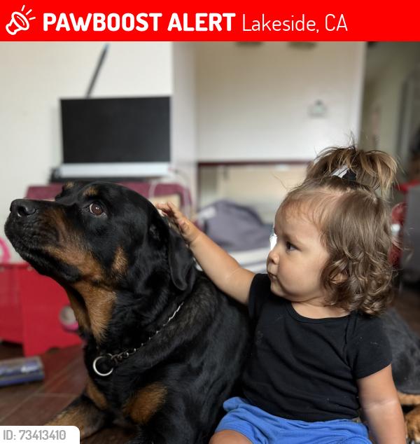Lost Female Dog last seen Willow road, Lakeside, CA 92040