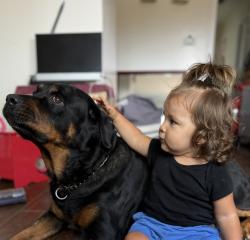 Lost Female Dog last seen Willow road, Lakeside, CA 92040