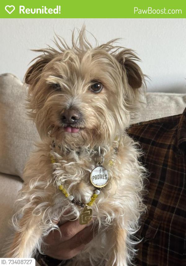 Reunited Male Dog last seen Trinidad Way and San Alberto Way, San Diego, CA 92114