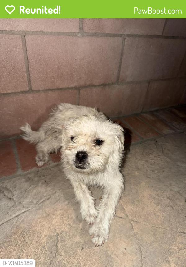 Reunited Male Dog last seen I street and G street, Ontario, CA 91764