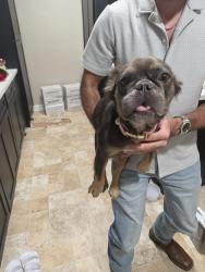 Found/Stray Female Dog last seen Off Illinois ave, Dallas, TX 75224