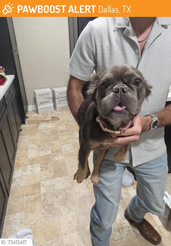 Found/Stray Female Dog last seen Off Illinois ave, Dallas, TX 75224