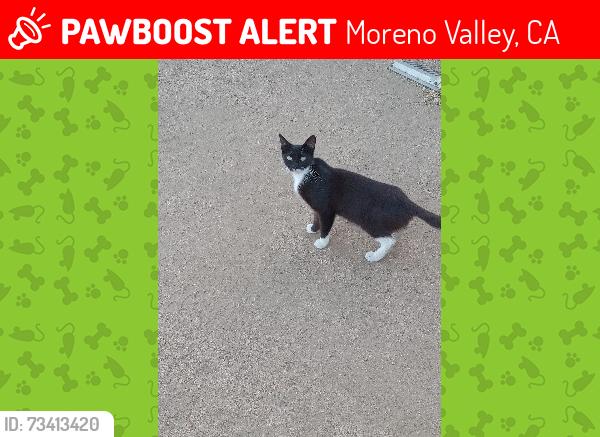 Lost Female Cat last seen Ironwood st., Moreno Valley, CA 92557