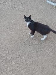 Lost Female Cat last seen Ironwood st., Moreno Valley, CA 92557