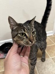 Found/Stray Male Cat last seen Sylmar charter High school, Los Angeles, CA 91342