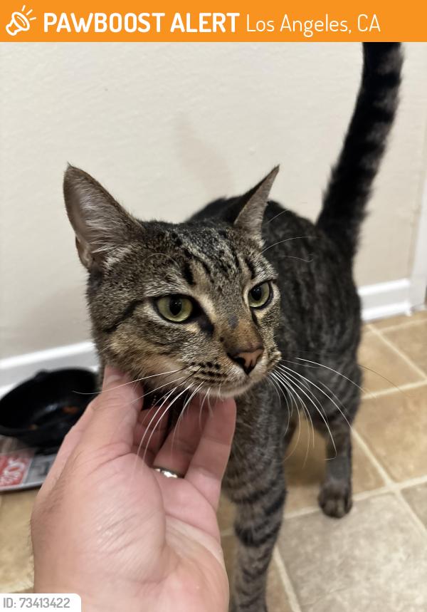 Found/Stray Male Cat last seen Sylmar charter High school, Los Angeles, CA 91342