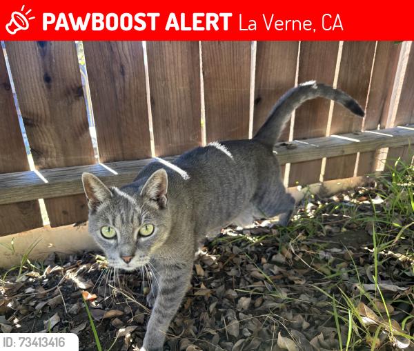 Lost Female Cat last seen E Gladstone St & Ramona, La Verne, CA 91750