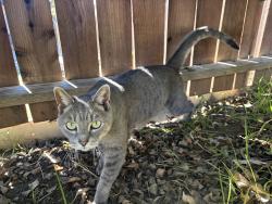 Lost Female Cat last seen E Gladstone St & Ramona, La Verne, CA 91750