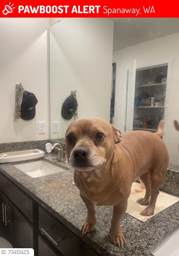 Lost Male Dog last seen In a house behind dollar tree on mountain hwy, Spanaway, WA 98387