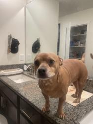 Lost Male Dog last seen In a house behind dollar tree on mountain hwy, Spanaway, WA 98387