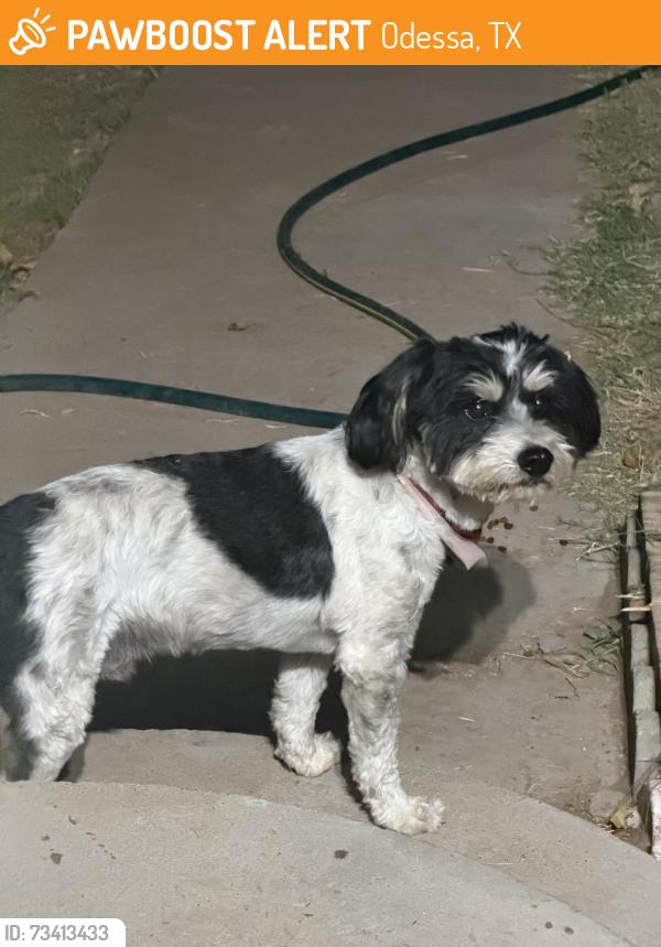 Found/Stray Male Dog last seen 11th and center, Odessa, TX 79765