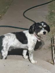 Found/Stray Male Dog last seen 11th and center, Odessa, TX 79765