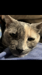 Lost Female Cat last seen Big rock park area, Santee, CA 92071