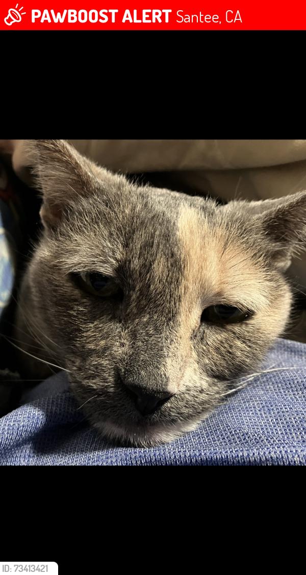 Lost Female Cat last seen Big rock park area, Santee, CA 92071