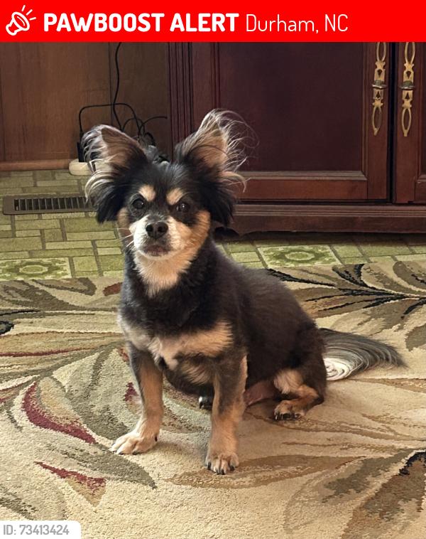 Lost Male Dog last seen Holloman Rd and Page Rd, Durham, NC 27703