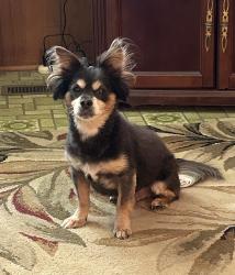 Lost Male Dog last seen Holloman Rd and Page Rd, Durham, NC 27703