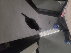 Found/Stray Female Cat last seen 64th st and Broadway, Queens, NY 11377