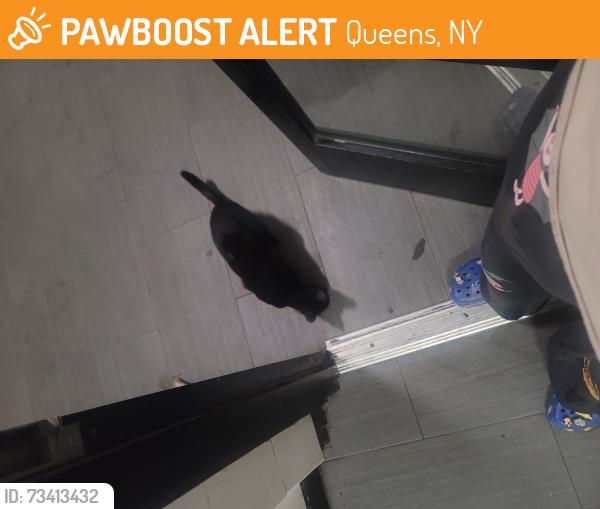 Found/Stray Female Cat last seen 64th st and Broadway, Queens, NY 11377