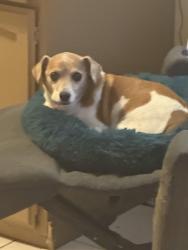 Reunited Male Dog last seen State st, Muscoy, CA 92407