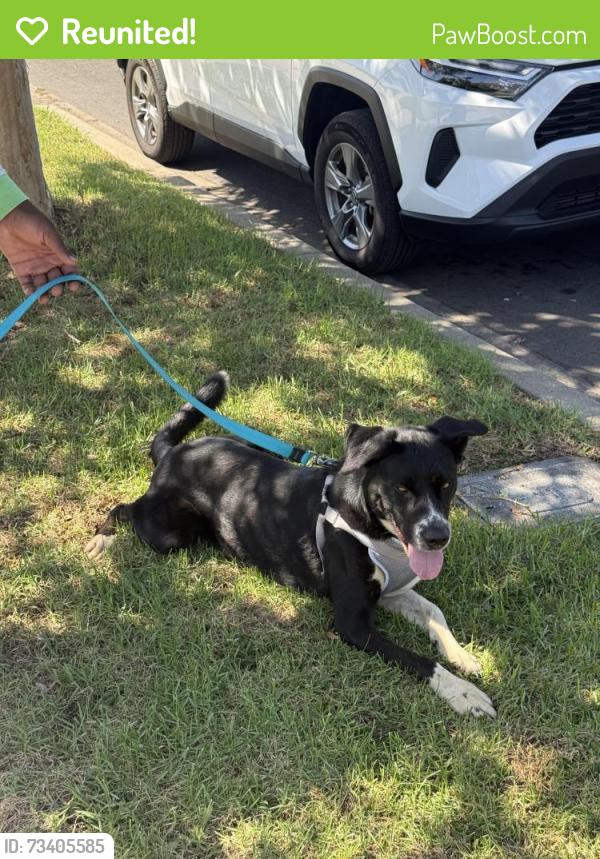 Reunited Male Dog last seen marine ave, Gardena, CA 90247