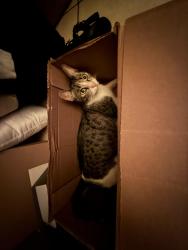 Lost Female Cat last seen Raitt st & first st, Santa Ana, CA 92703