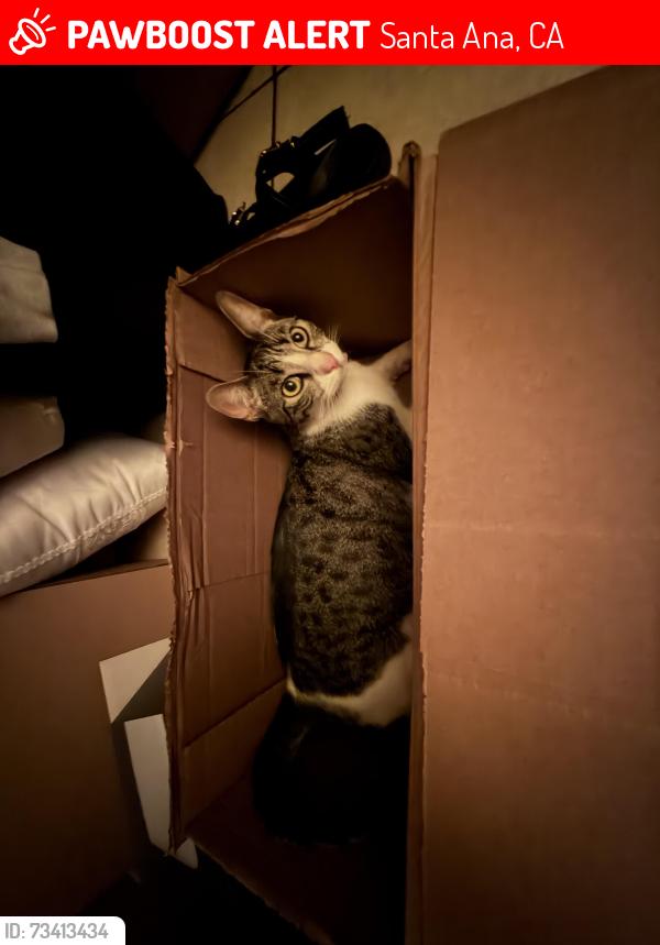 Lost Female Cat last seen Raitt st & first st, Santa Ana, CA 92703