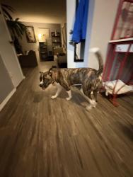 Found/Stray Male Dog last seen Canyon park, Costa Mesa, CA 92627