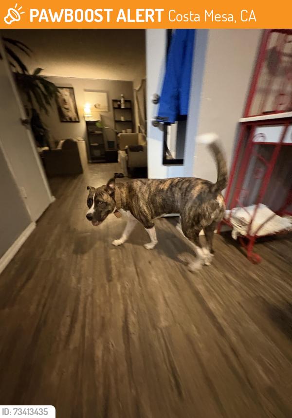 Found/Stray Male Dog last seen Canyon park, Costa Mesa, CA 92627