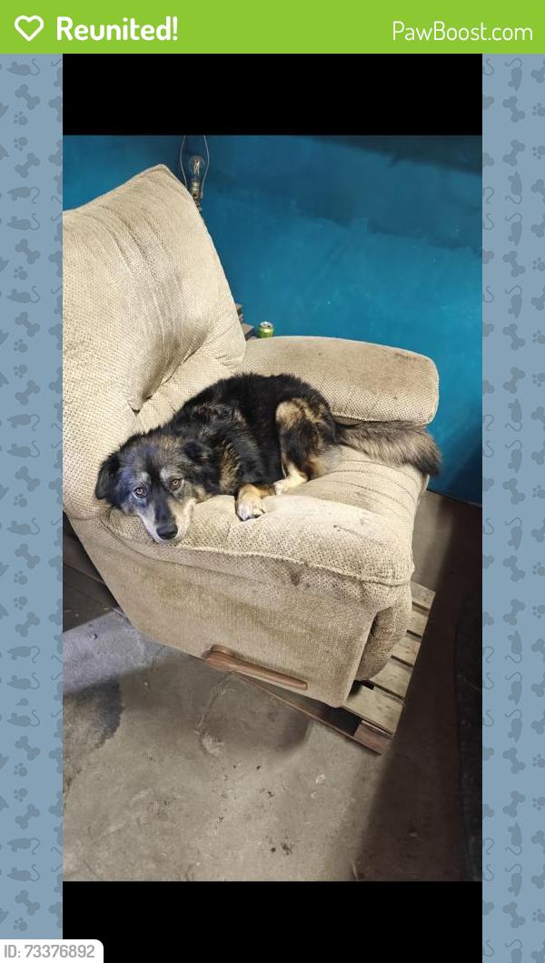 Reunited Female Dog last seen Canal and military highway, Chesapeake, VA 23323