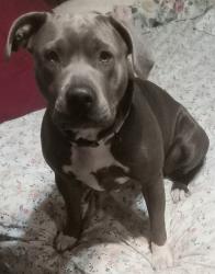 Lost Female Dog last seen 20th st, Gulfport, MS 39501