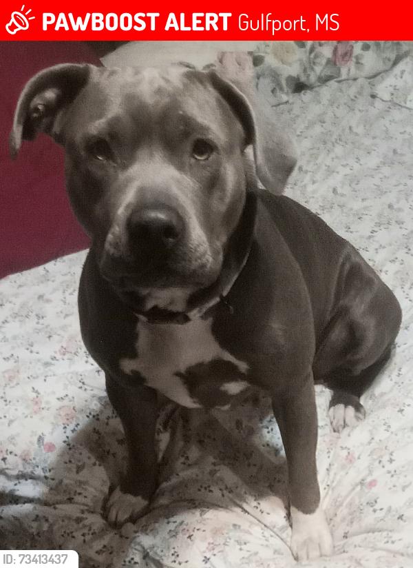Lost Female Dog last seen 20th st, Gulfport, MS 39501