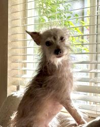 Reunited Female Dog last seen Cambridge Rd & Berry Rd in Cameron Park, Cameron Park, CA 95682