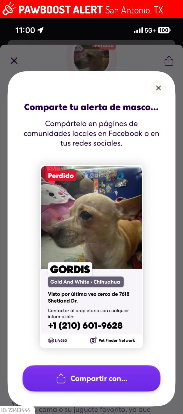 Lost Male Dog last seen San Antonio tx, San Antonio, TX 78223