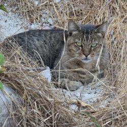 Found/Stray Unknown Cat last seen Darwin Dr and Glenhaven in Oceanside, CA, Oceanside, CA 92056