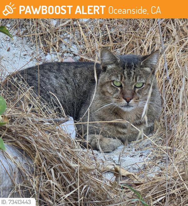 Found/Stray Unknown Cat last seen Darwin Dr and Glenhaven in Oceanside, CA, Oceanside, CA 92056