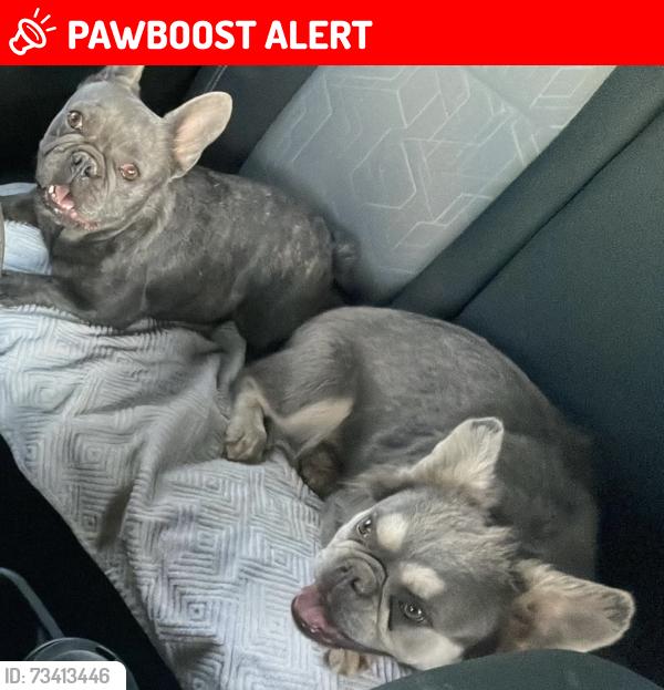 Lost Female Dog last seen 260th St/Ave G County Line, Los Angeles County, CA 92301