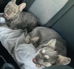 Lost Female Dog last seen 260th St/Ave G County Line, Los Angeles County, CA 92301