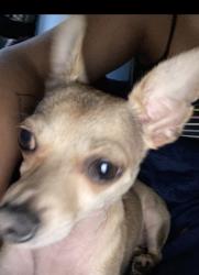 Reunited Female Dog last seen Near W Gramercy Ave, Anaheim, CA 92801, USA, Anaheim, CA 92801