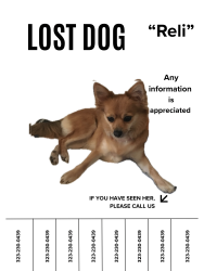 Lost Female Dog last seen San Pedro st and 75th, Los Angeles, CA 90061