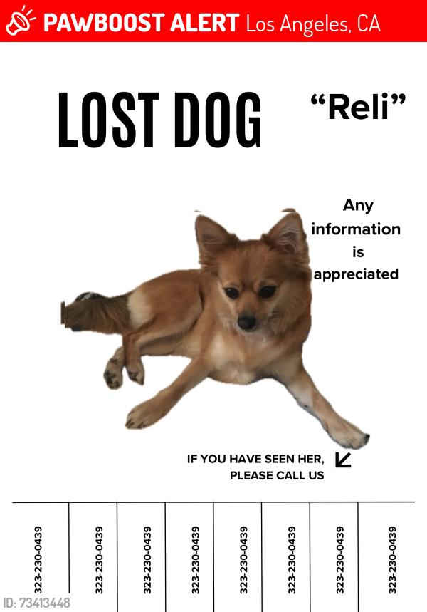 Lost Female Dog last seen San Pedro st and 75th, Los Angeles, CA 90061