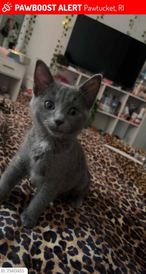 Lost Female Cat last seen Park street Pawtucket, Pawtucket, RI 02860