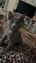 Lost Female Cat last seen Park street Pawtucket, Pawtucket, RI 02860