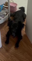 Found/Stray Male Dog last seen S. 23rd street, Richmond, CA 94804