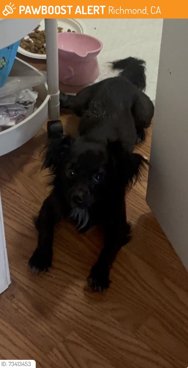 Found/Stray Male Dog last seen S. 23rd street, Richmond, CA 94804