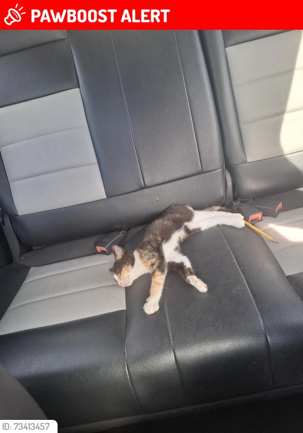 Lost Female Cat last seen Buckeye Trails E State Route 762 Lockbourne, Ohio 43137, Pickaway County, OH 43116