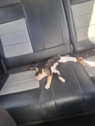 Lost Female Cat last seen Buckeye Trails E State Route 762 Lockbourne, Ohio 43137, Pickaway County, OH 43116