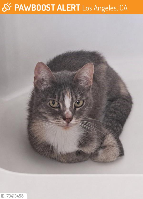 Found/Stray Female Cat last seen 87th st and John Ave., Los Angeles, CA 90002