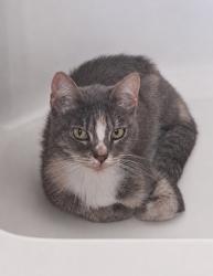Found/Stray Female Cat last seen 87th st and John Ave., Los Angeles, CA 90002